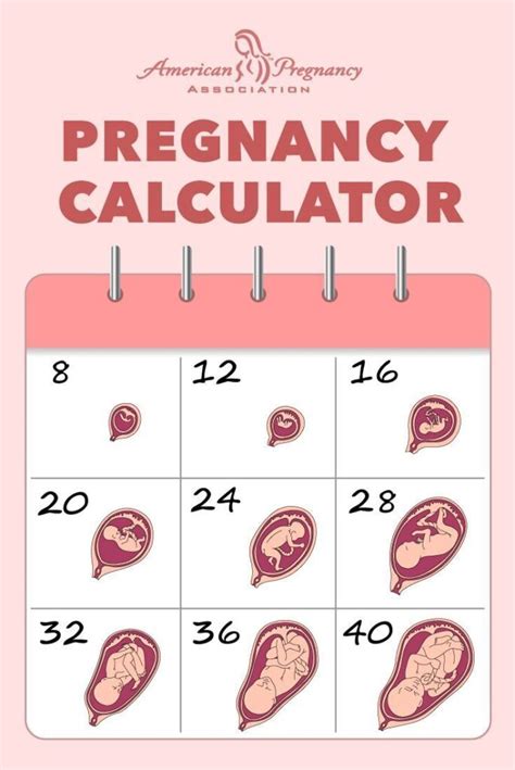 Pregnancy Calculator.